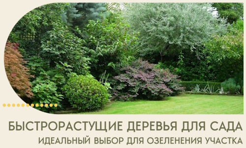 Быстрорастущие деревья для сада идеальный выбор в Белой Калитве