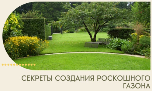 Секреты создания роскошного газона в Белой Калитве
